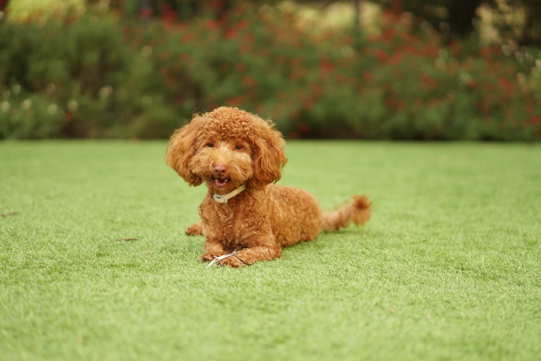 Mini Golden Retriever