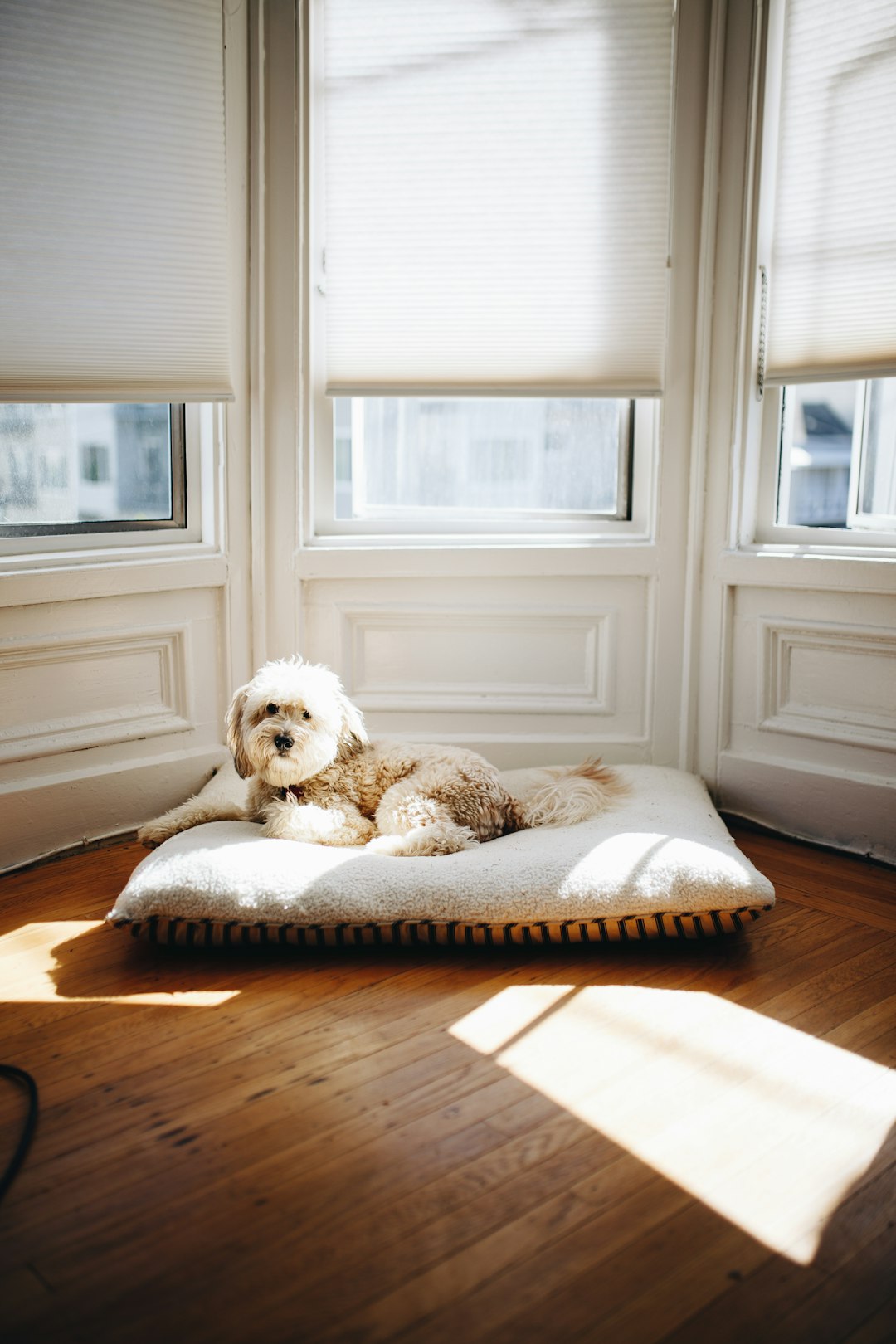 Mini Golden Retriever