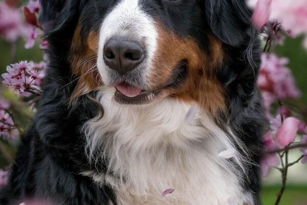 Mudi Dog: An In-Depth Look at This Energetic and Versatile Herding Breed