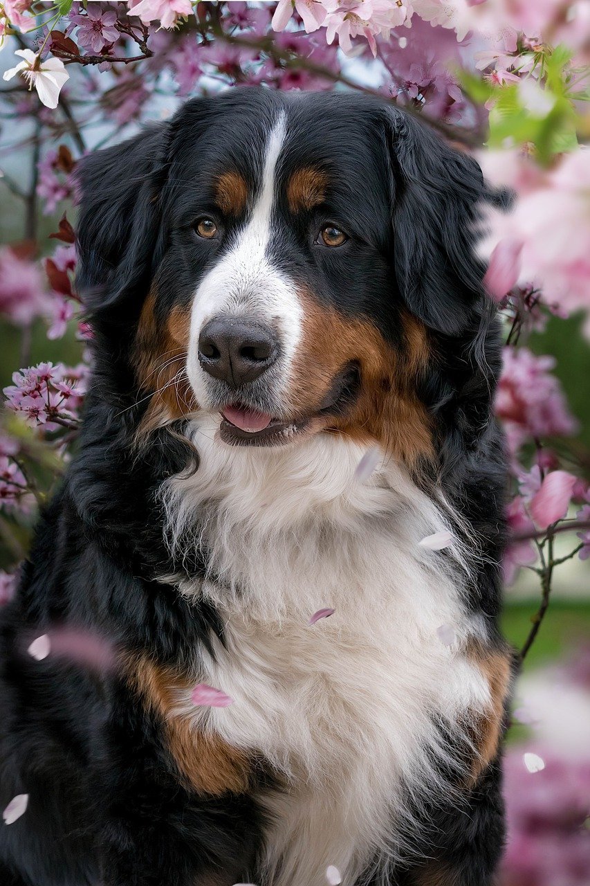 Mudi Dog: An In-Depth Look at This Energetic and Versatile Herding Breed