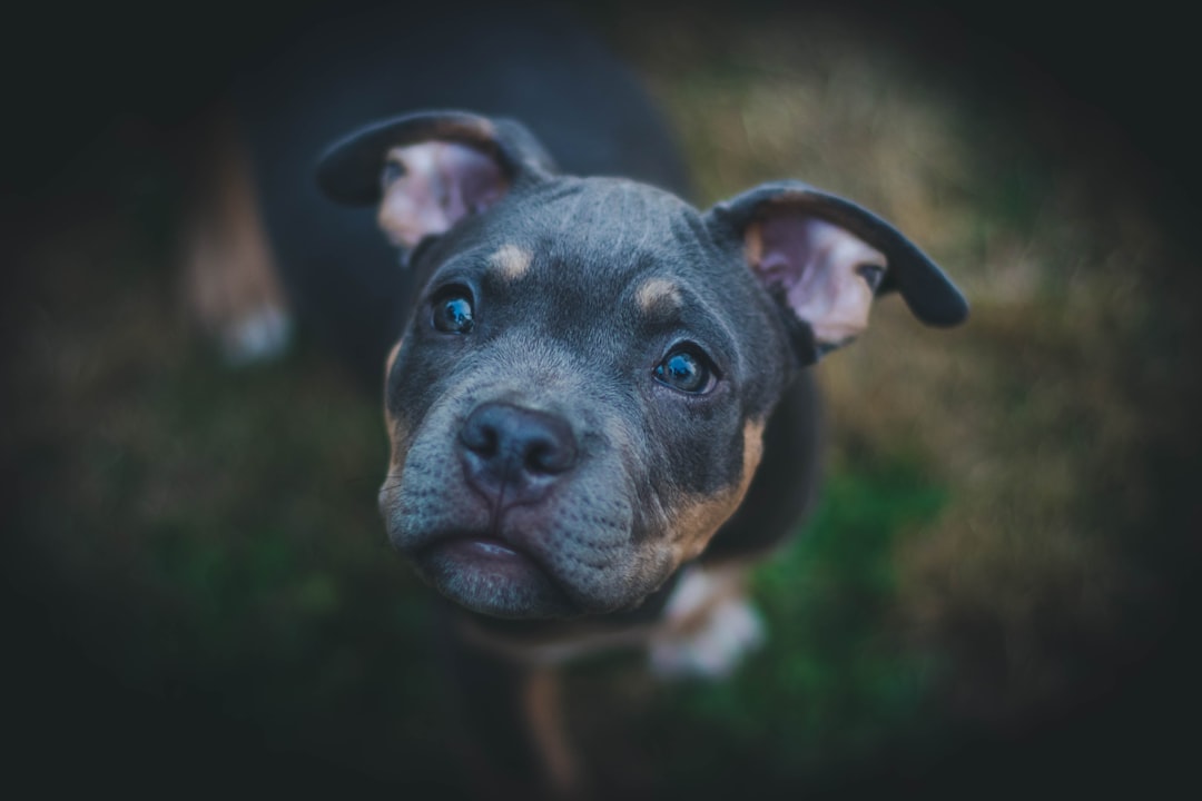 Nail Clippers for Dogs