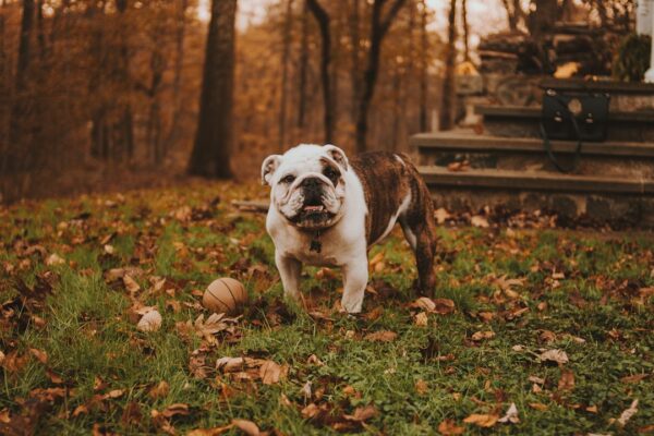 Nail Clippers for Dogs: How to Choose the Right Ones