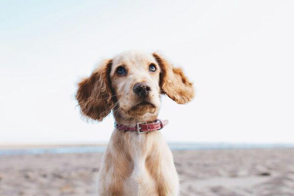 Omega-3 for Dogs: Why It's Essential and How to Incorporate It