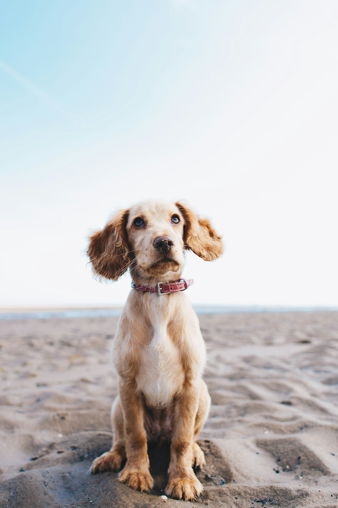 Omega-3 for Dogs: Why It's Essential and How to Incorporate It