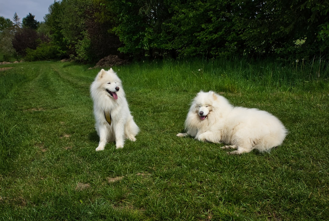 Parti Poodle Dogs