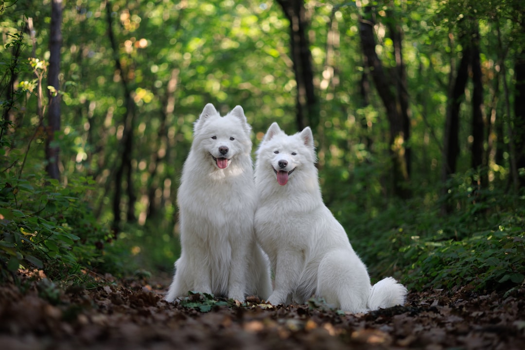 Parti Poodle Dogs