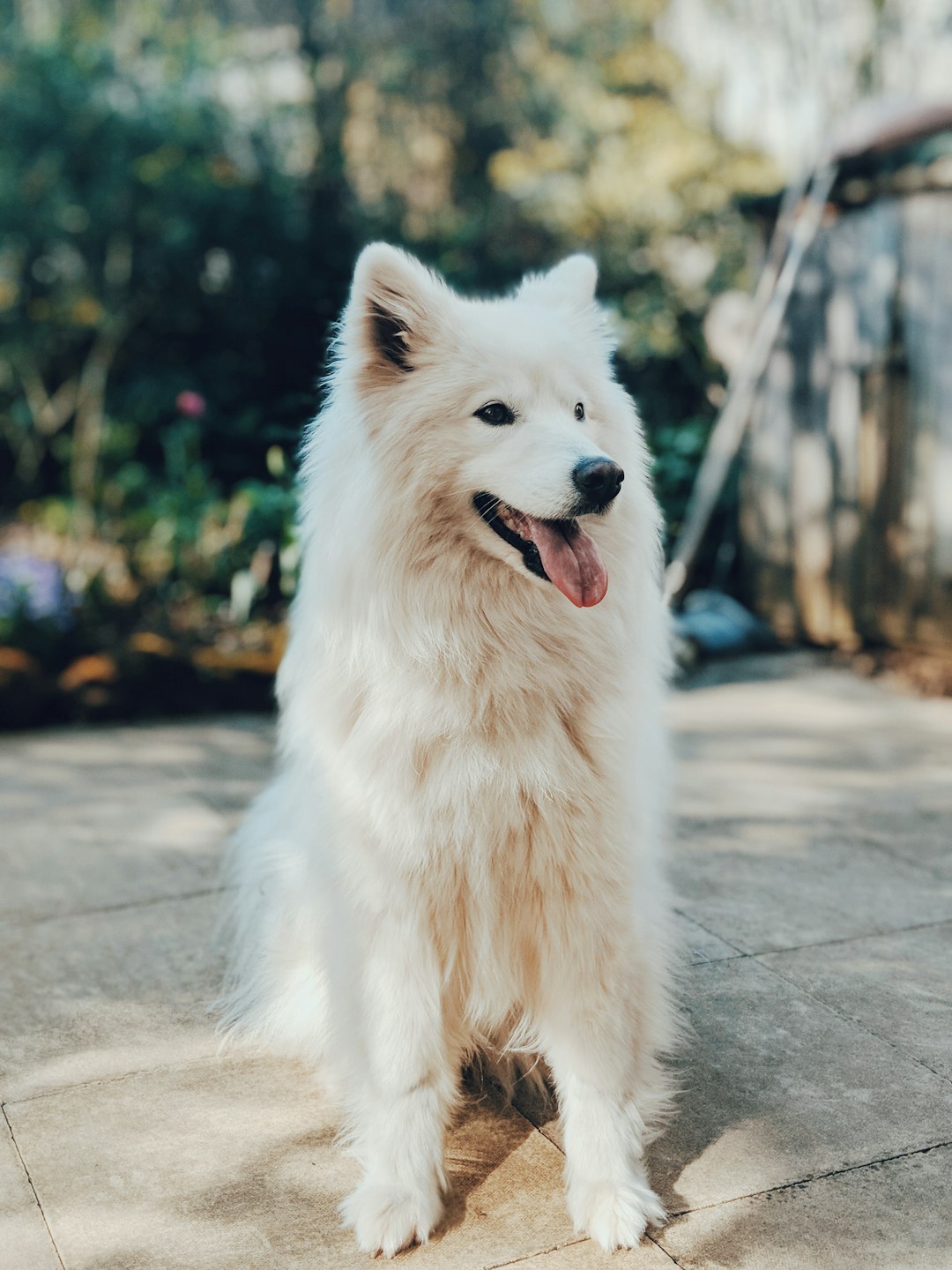 Parti Poodle Dogs: Understanding the Unique Characteristics of This Color Variation