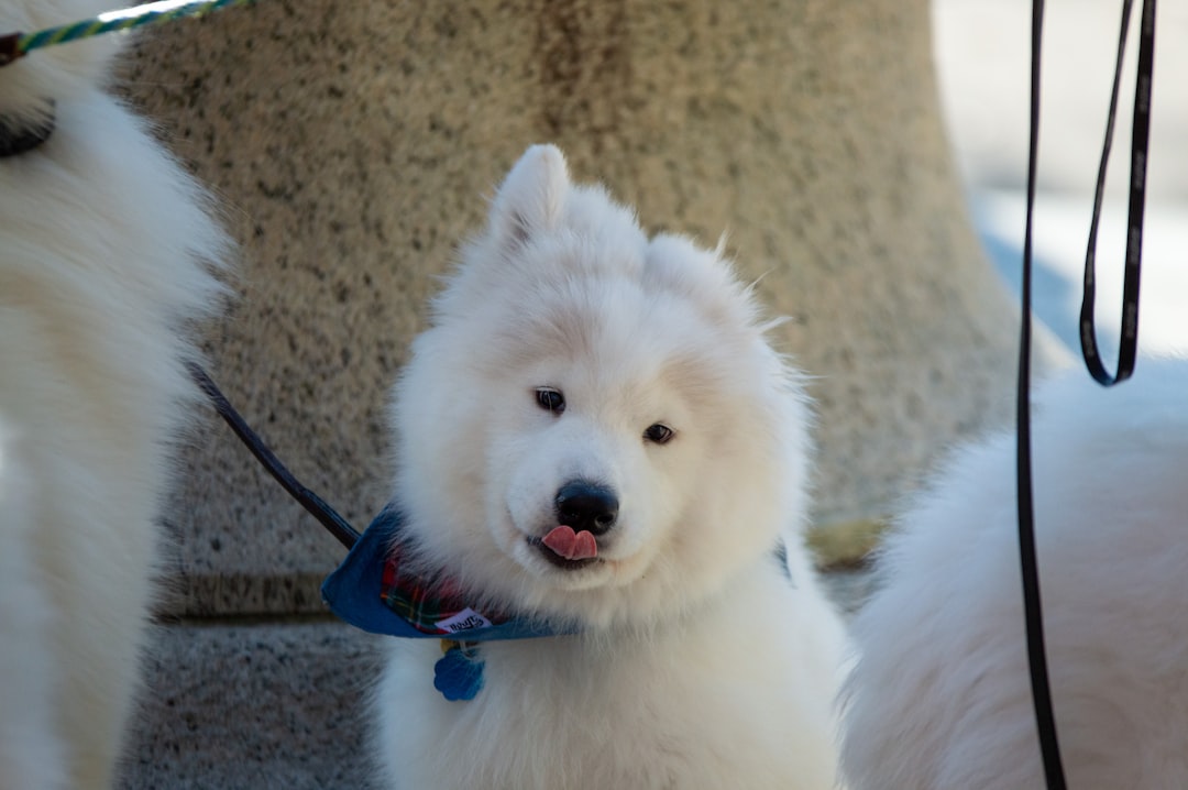 Parti Poodles: Exploring the Unique Patterns and Traits of This Adorable Type