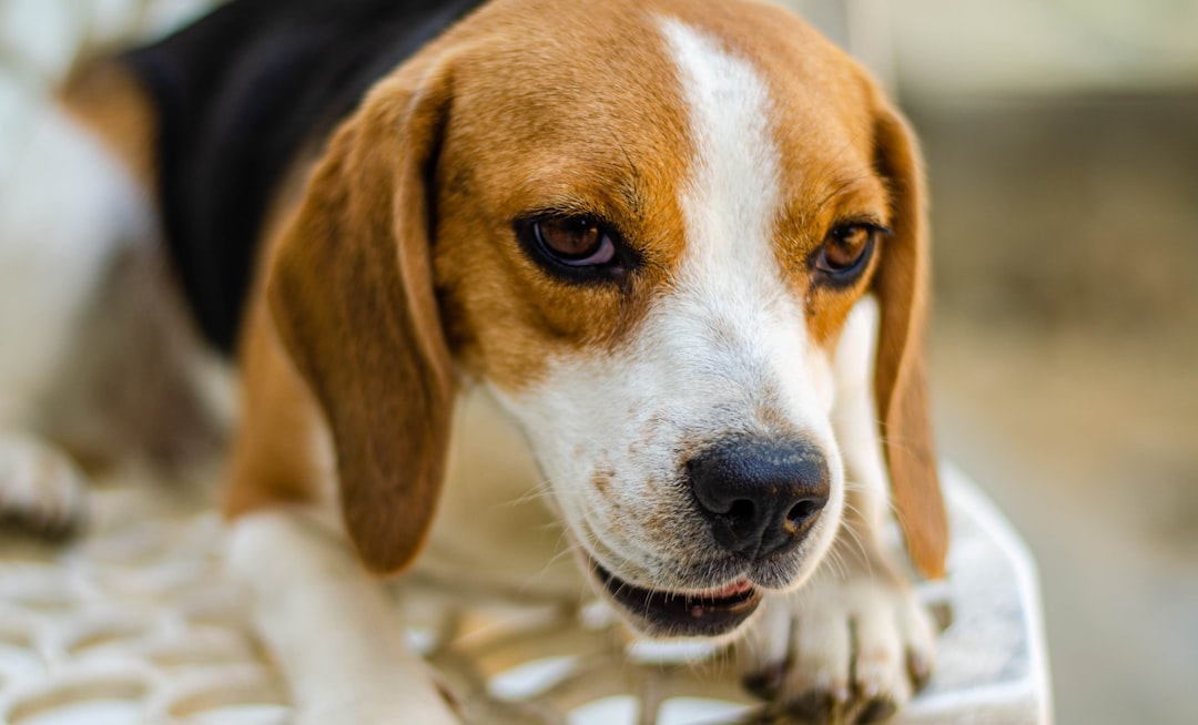 petsmart dog training