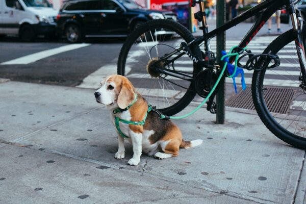 Petsmart Dog Training: What to Expect and How to Choose the Right Class for Your Dog