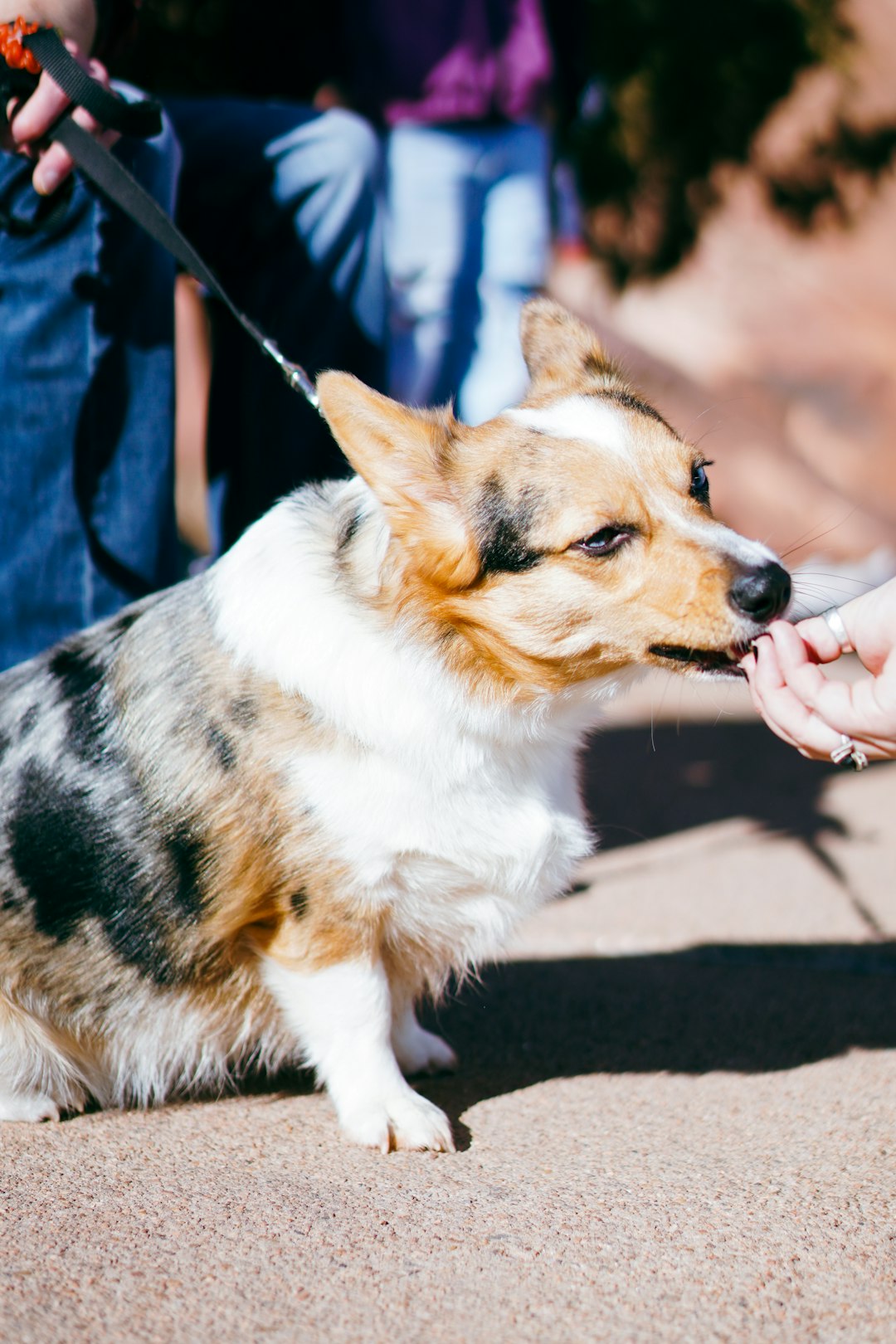 Pig Ears for Dogs