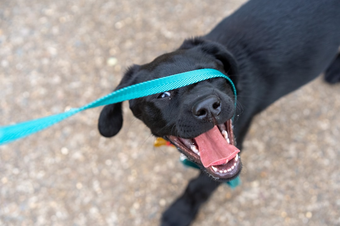 Pig Ears for Dogs: Are They Safe and Healthy Treats?