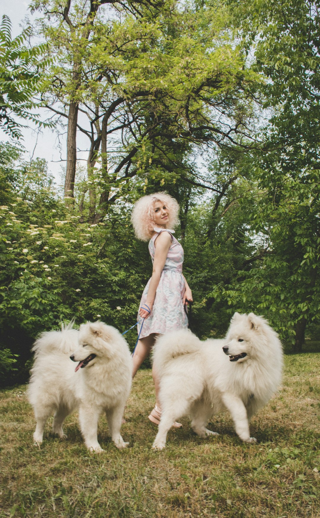 Poodle Small: Exploring the Smaller Variants of the Poodle Breed