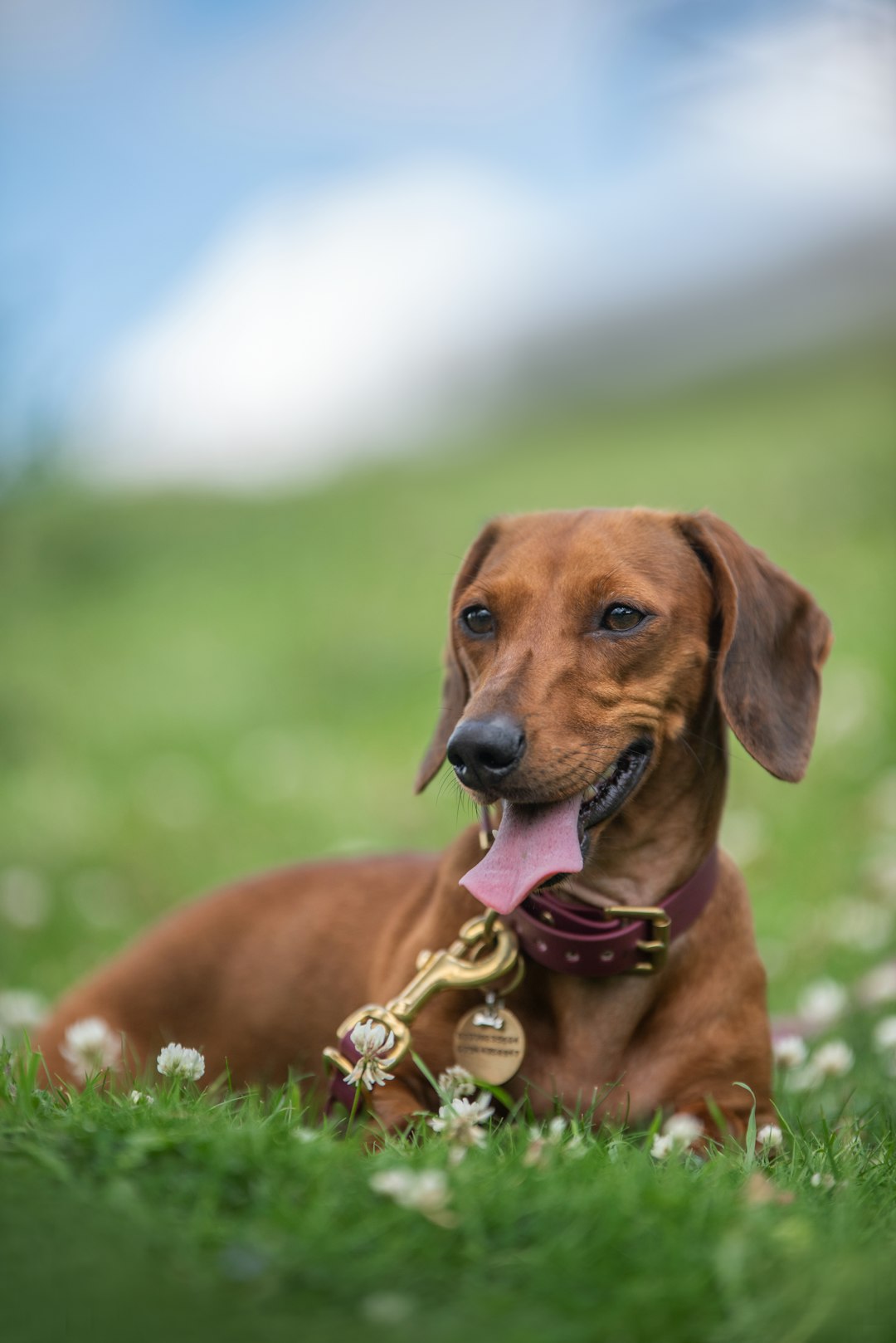 Potcake Dog: Discovering This Unique and Loving Breed