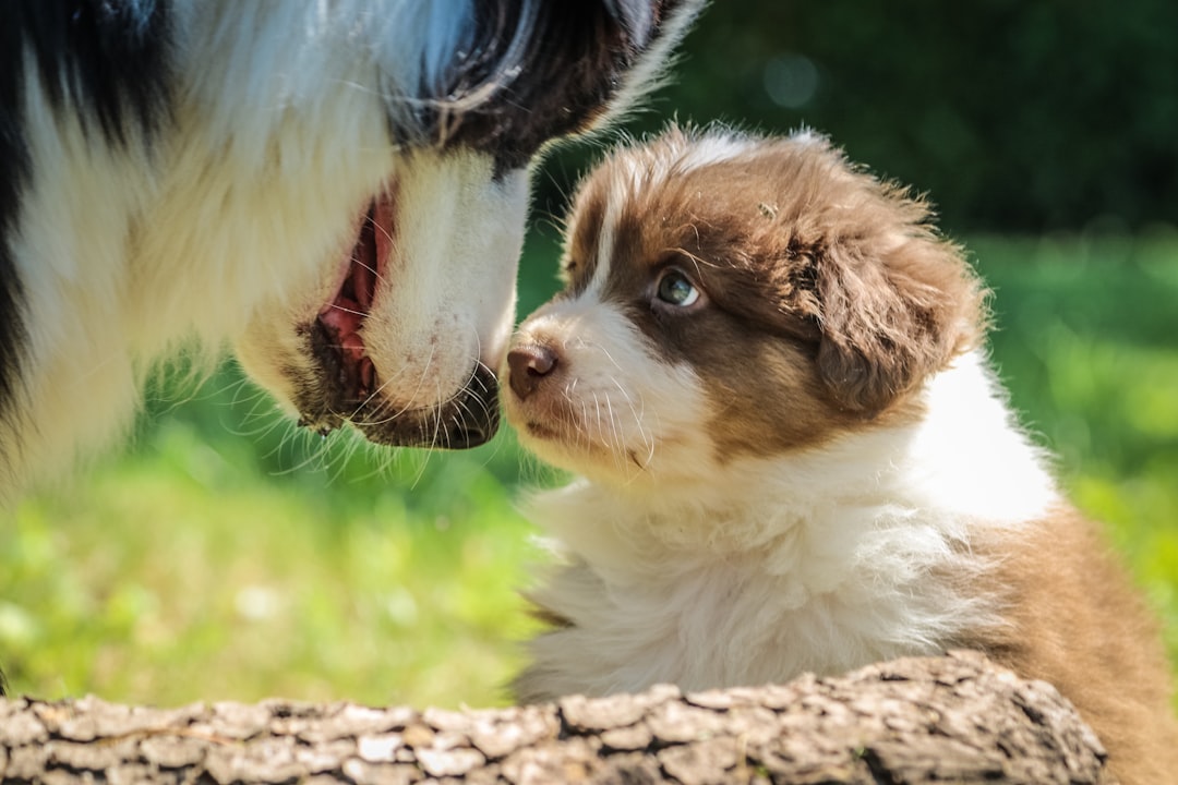 Purina Pro Plan Puppy