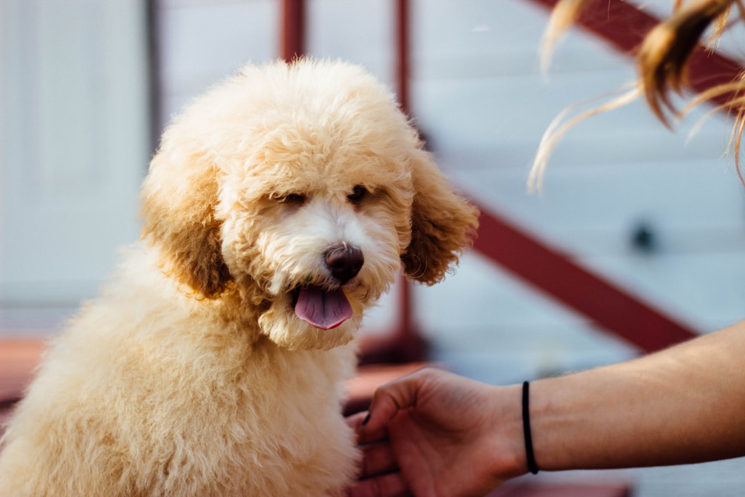 Red Golden Retriever: Uncovering the Traits of This Unique Color