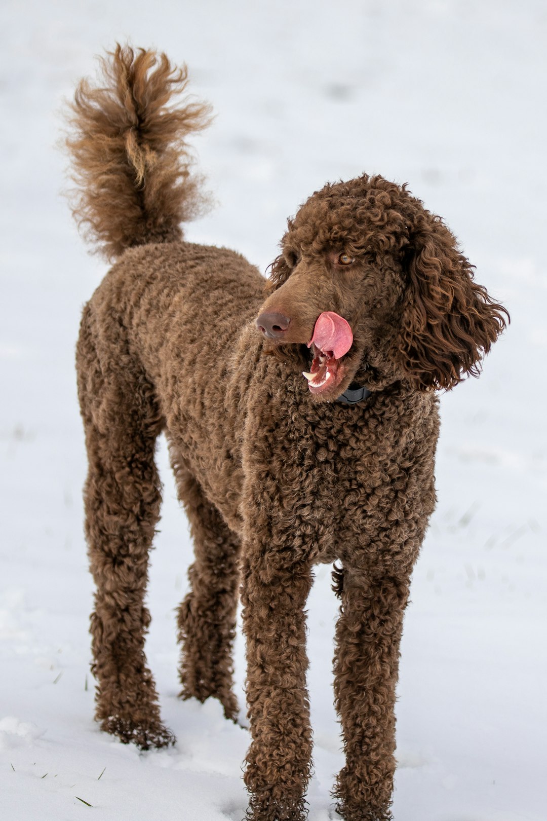 Red Labrador: Understanding the Unique Qualities of Red Labs