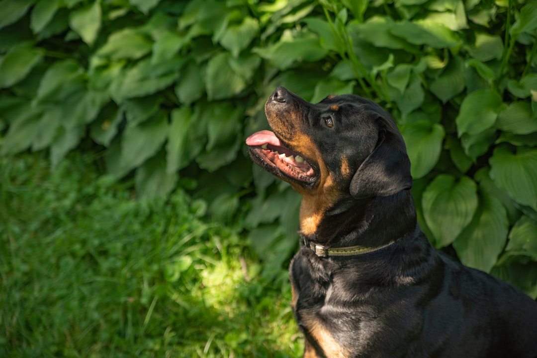 Rottweiler Puppies for Sale Near Me