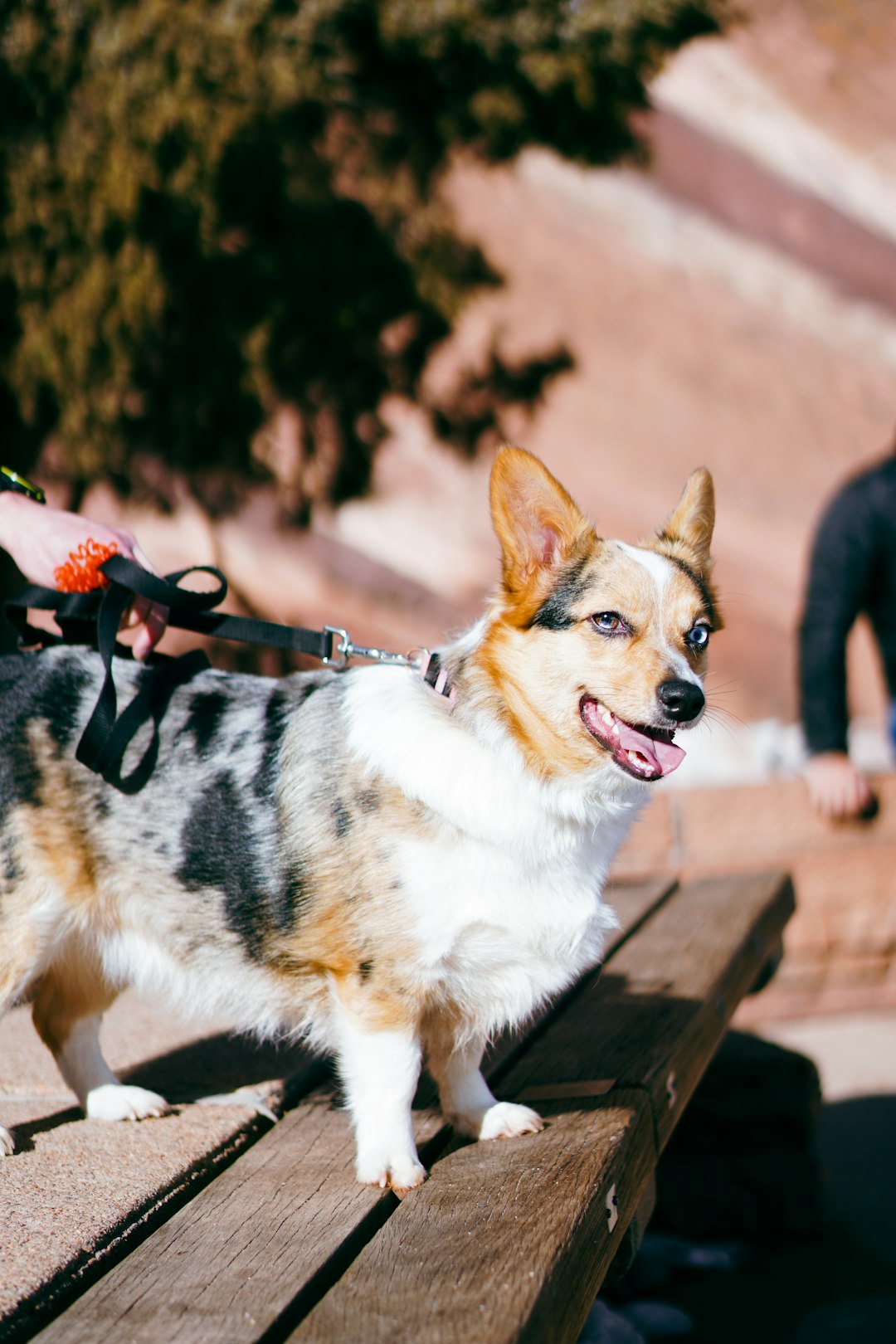 Ruffwear Harness