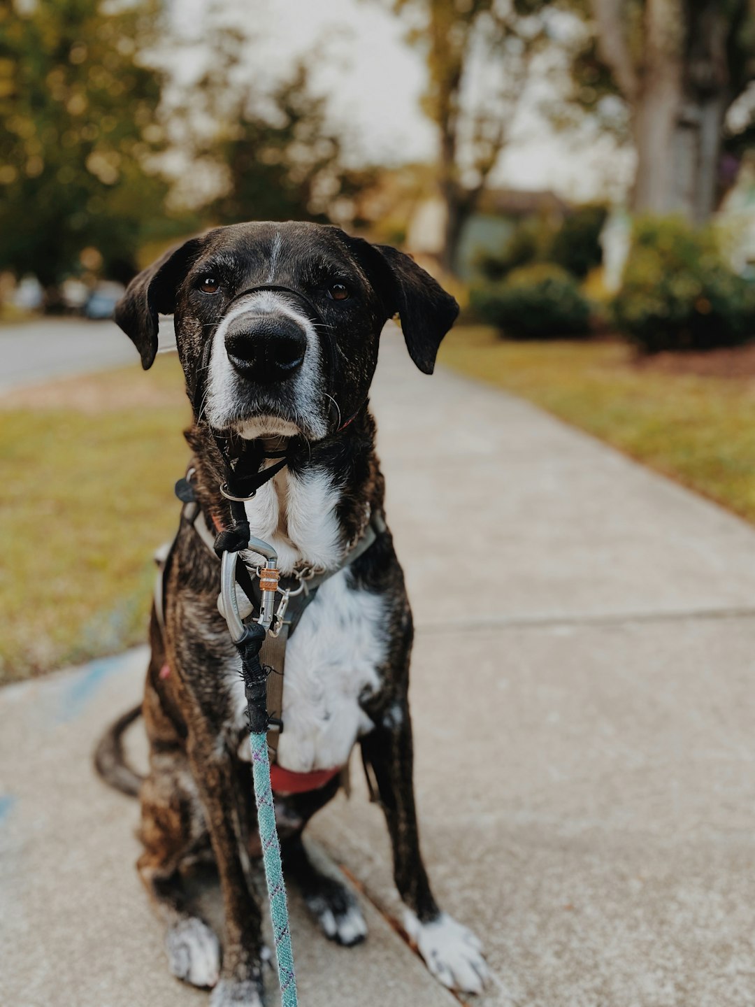 Ruffwear Harness