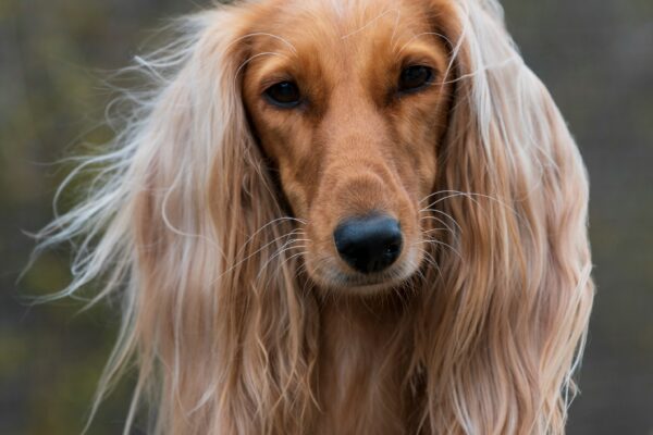 saluki dog