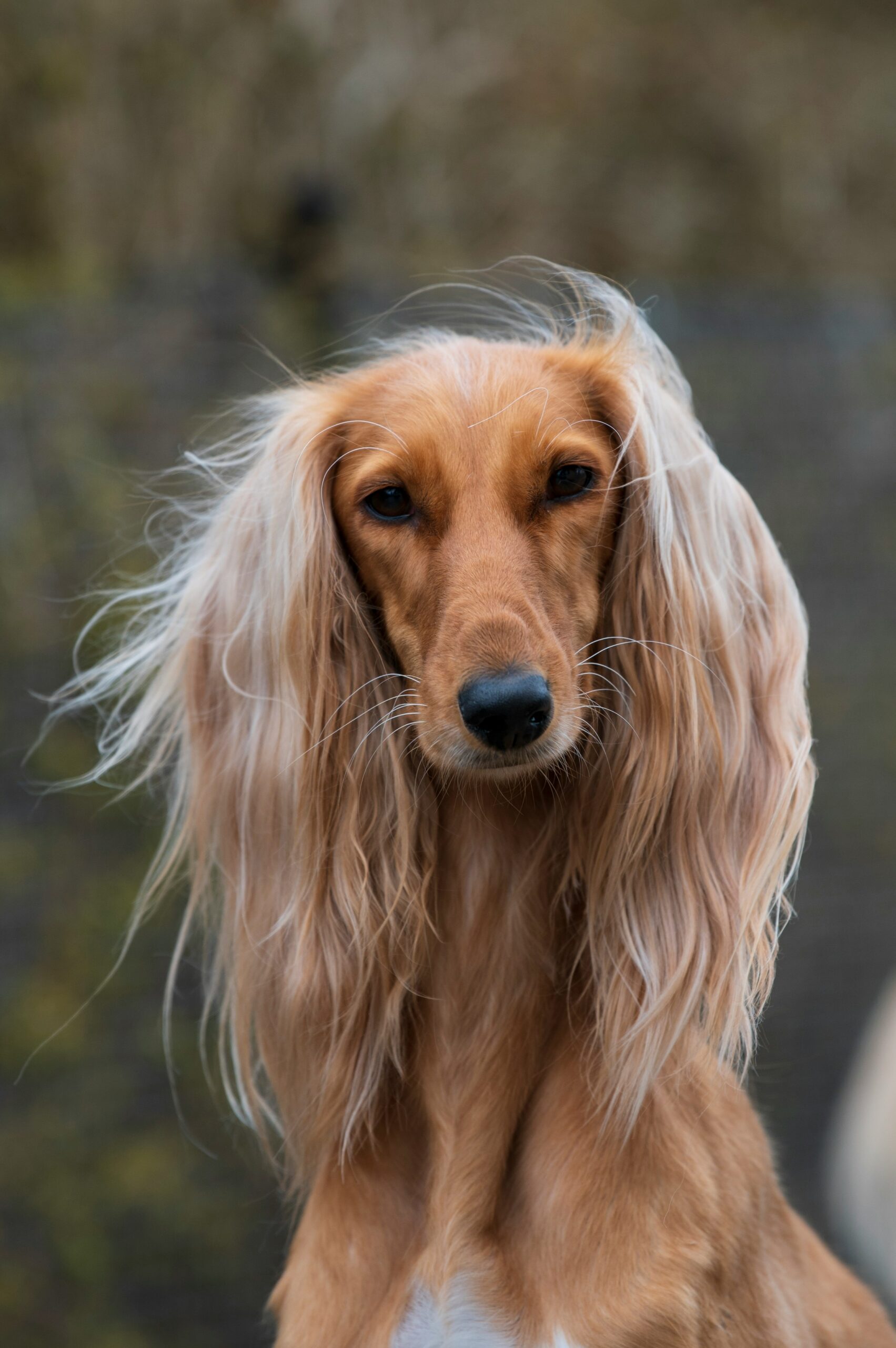 saluki dog