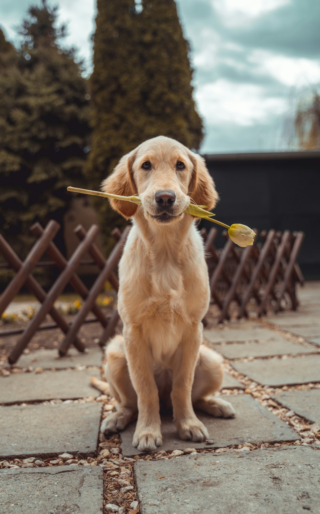 Sensitive Stomach Puppy Food