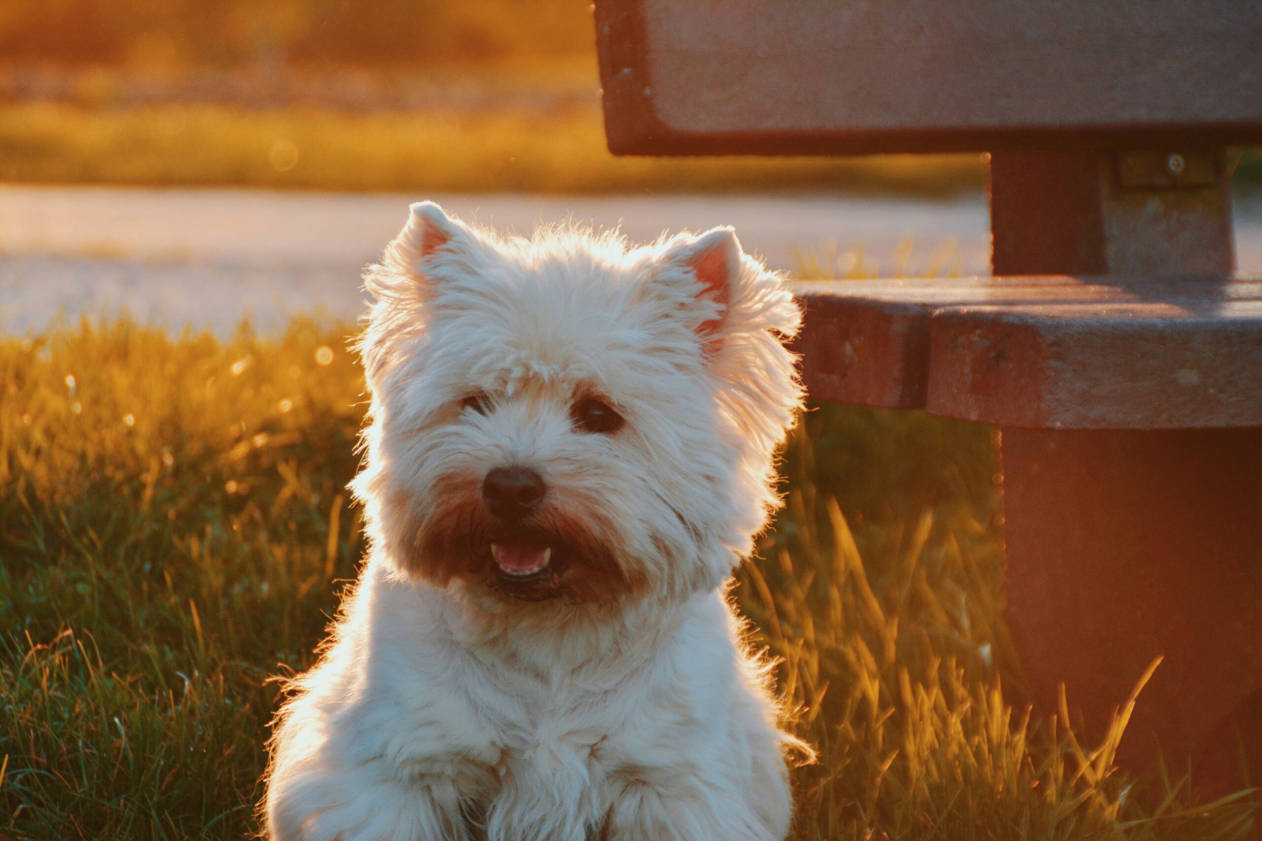 terrier dog