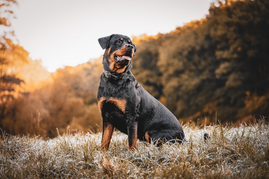 Texas Heeler: A Look at This Energetic and Intelligent Hybrid