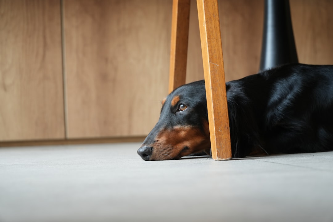 Treeing Walker Coonhound