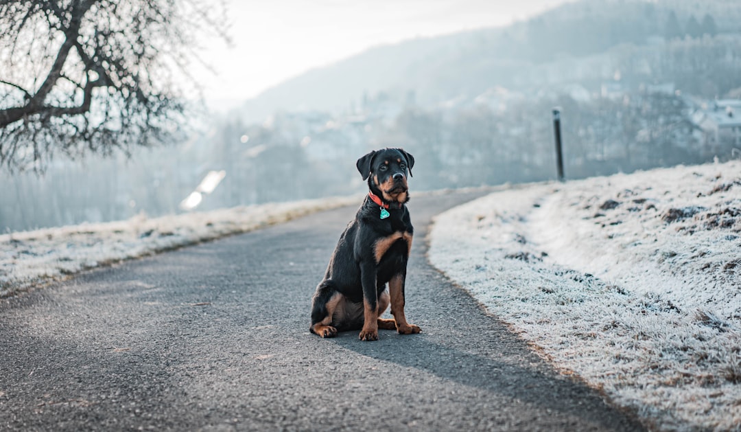 Treeing Walker Coonhound: Traits and Activities for This Energetic Breed