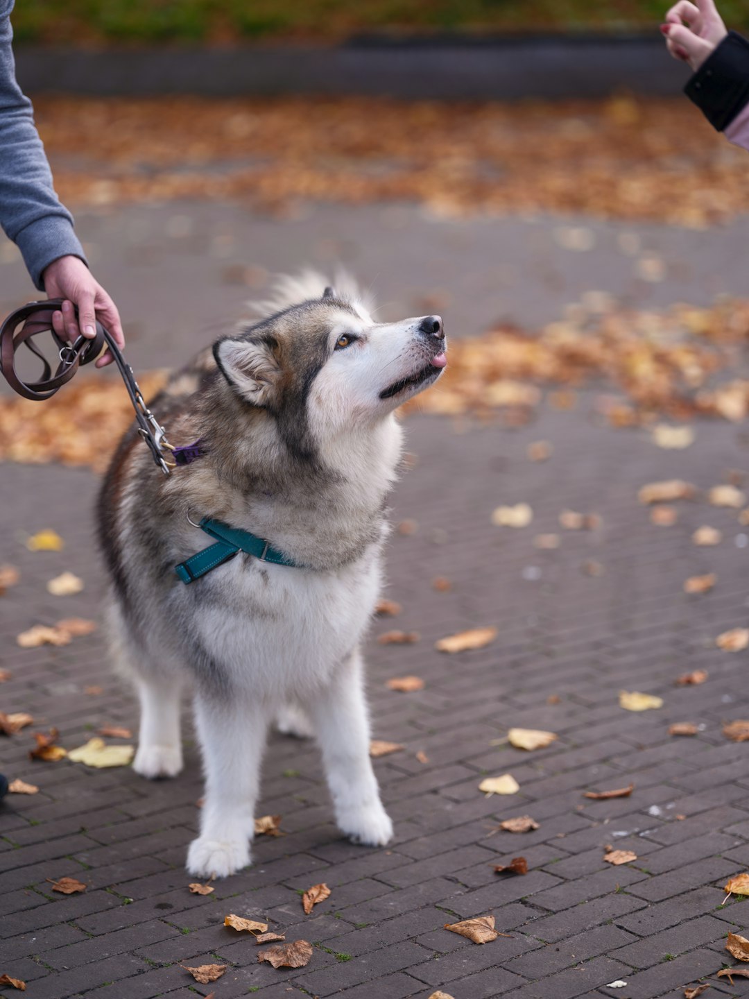 Use Quiet Dog Clippers to Cut Human Hair