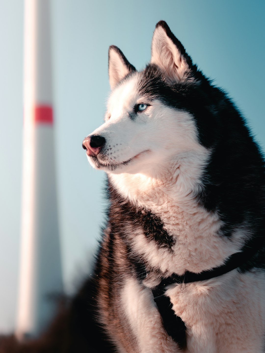 Use Quiet Dog Clippers to Cut Human Hair