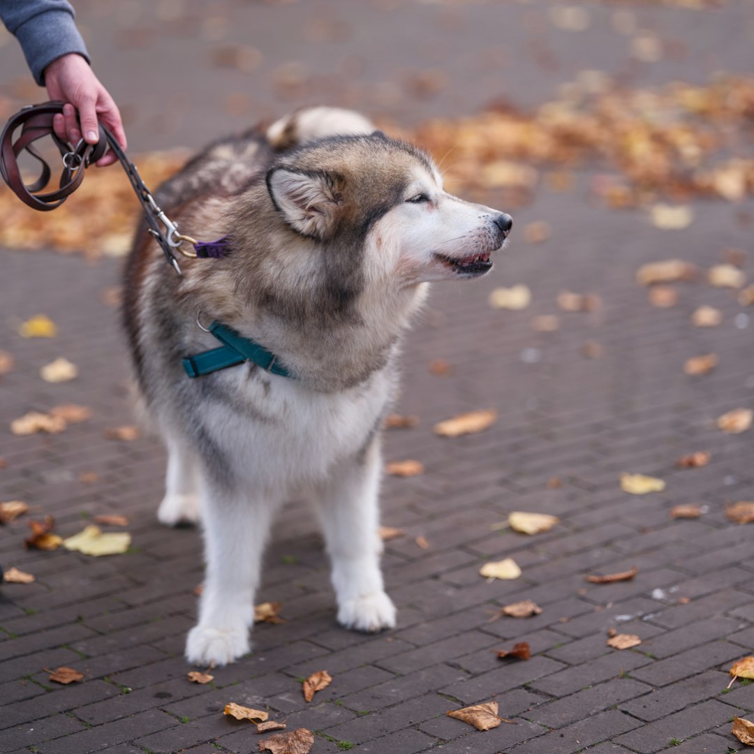 Use Quiet Dog Clippers to Cut Human Hair: Tips and Techniques