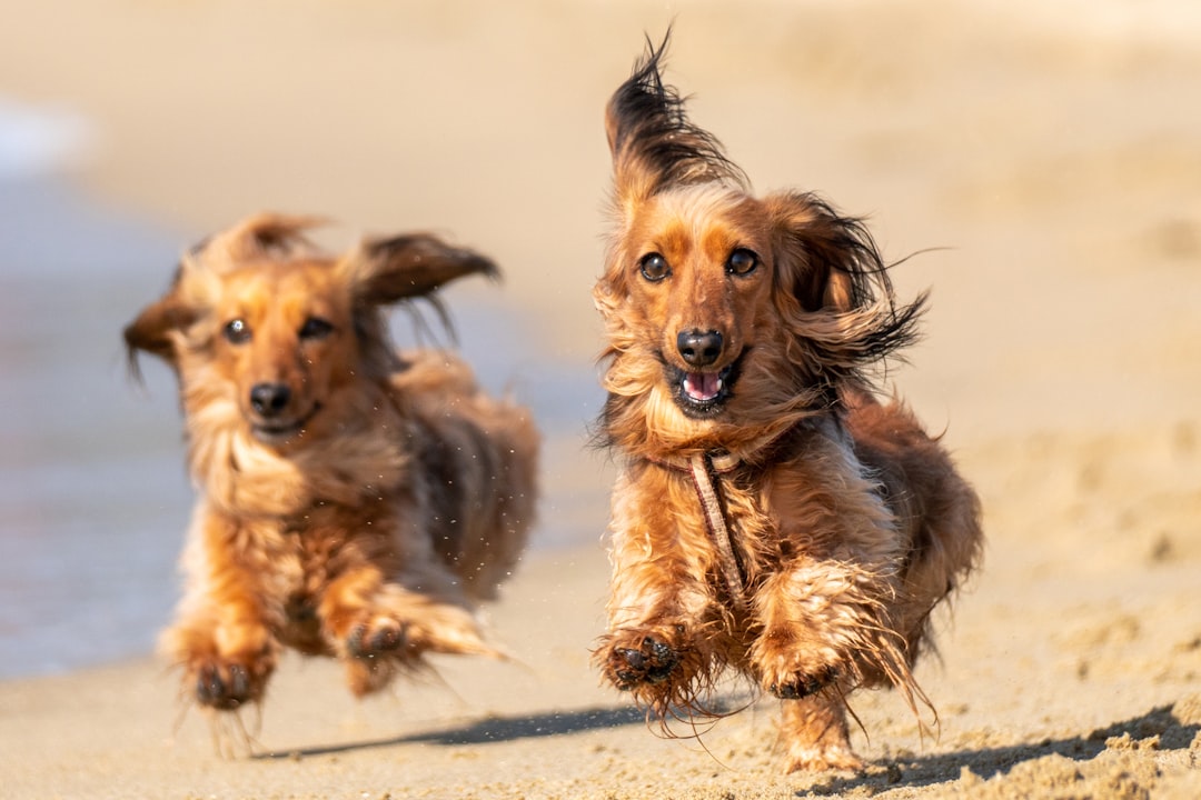 Walker Hounds