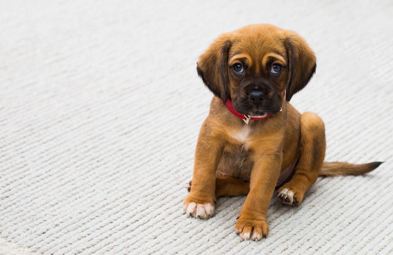 westminster dog show 2024 winner