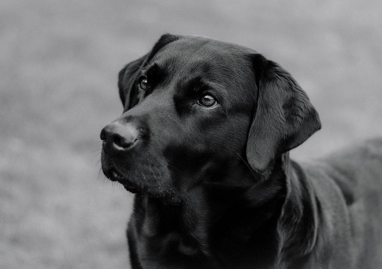 westminster dog show 2024 winner