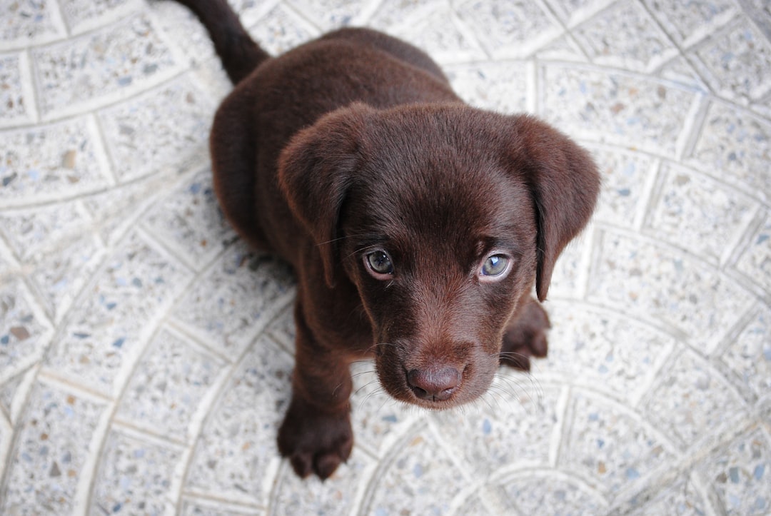 What Happens If a Dog Eats Chocolate? Signs, Symptoms, and Treatment Options