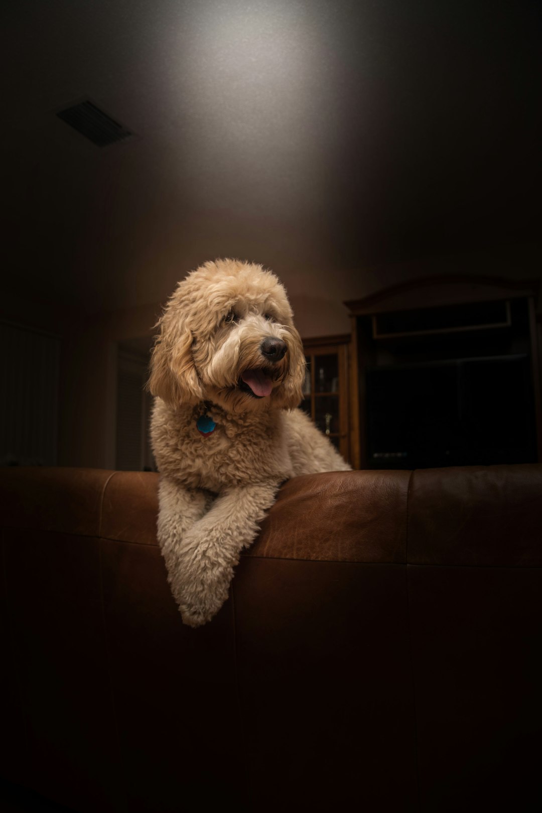 White Golden Retriever