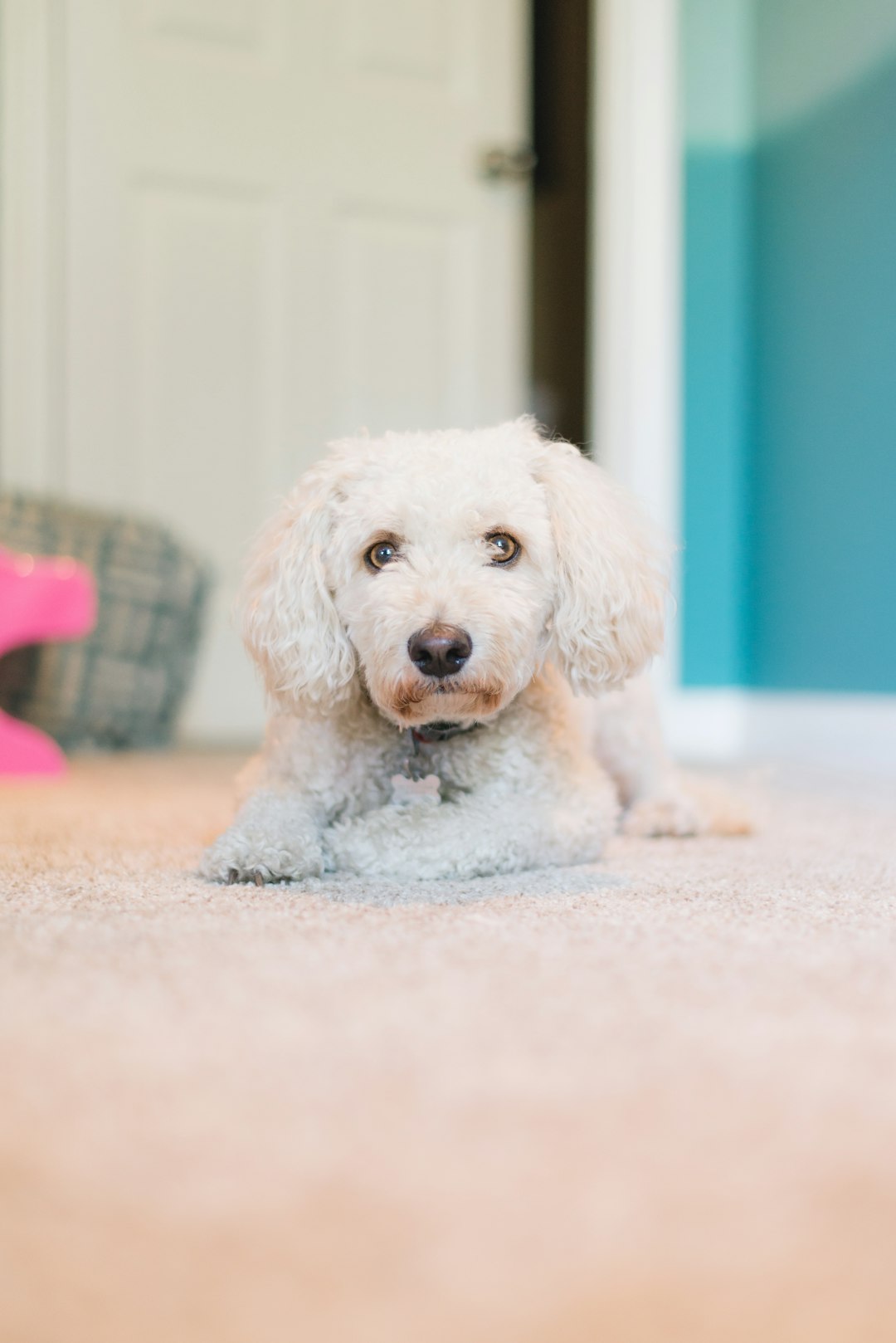 White Golden Retriever: Exploring Their Unique Qualities