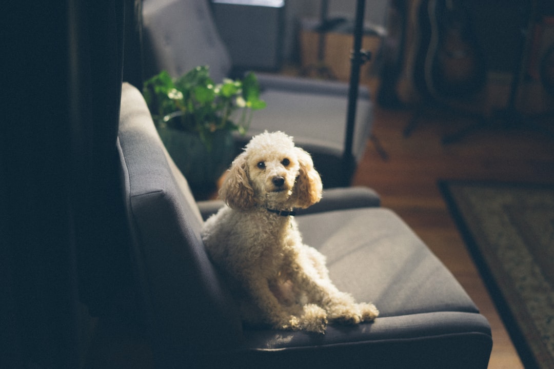 Whoodle: The Adorable Whimsical Poodle-Wheaten Terrier Mix