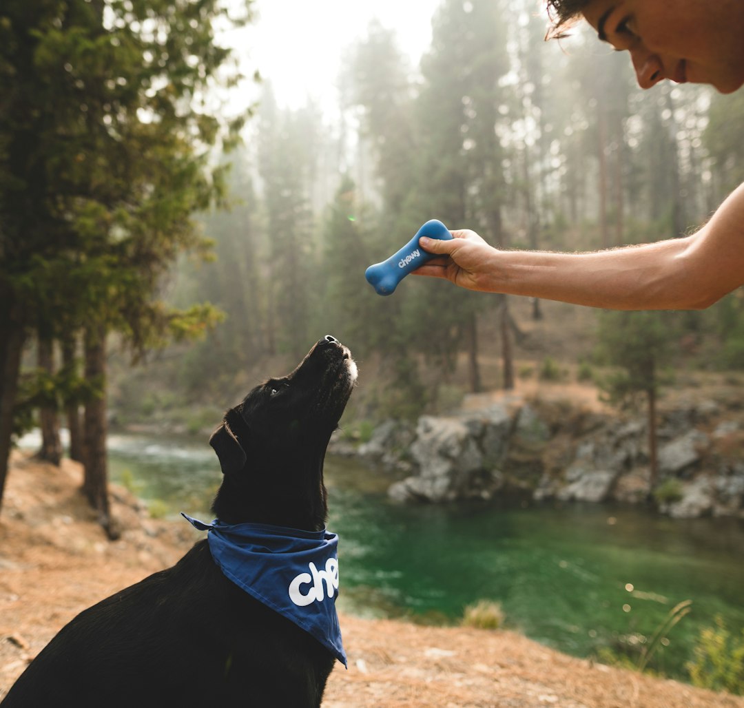 Why Does My Dog Lick My Face? Understanding This Endearing Behavior