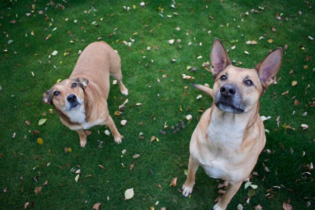 Why Is My Dog Pooping Blood? Urgent Signs to Address