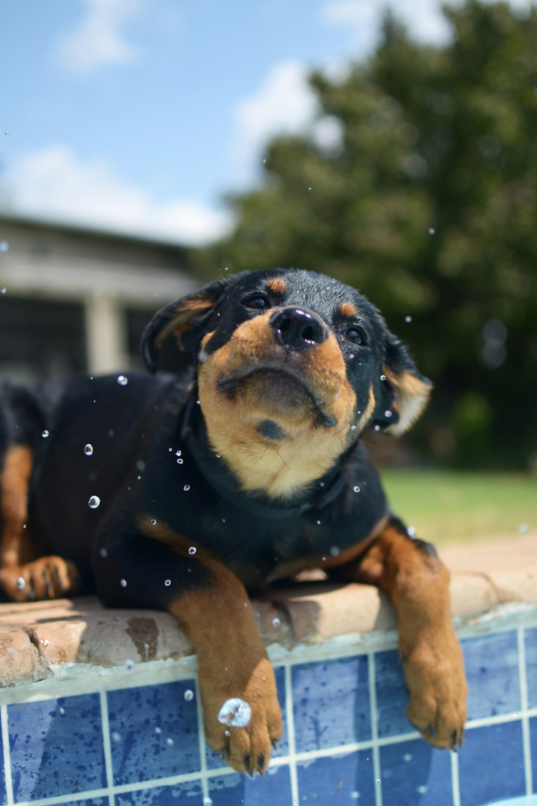 Yorkshire Terrier: The Ups and Downs of This Spirited Little Breed