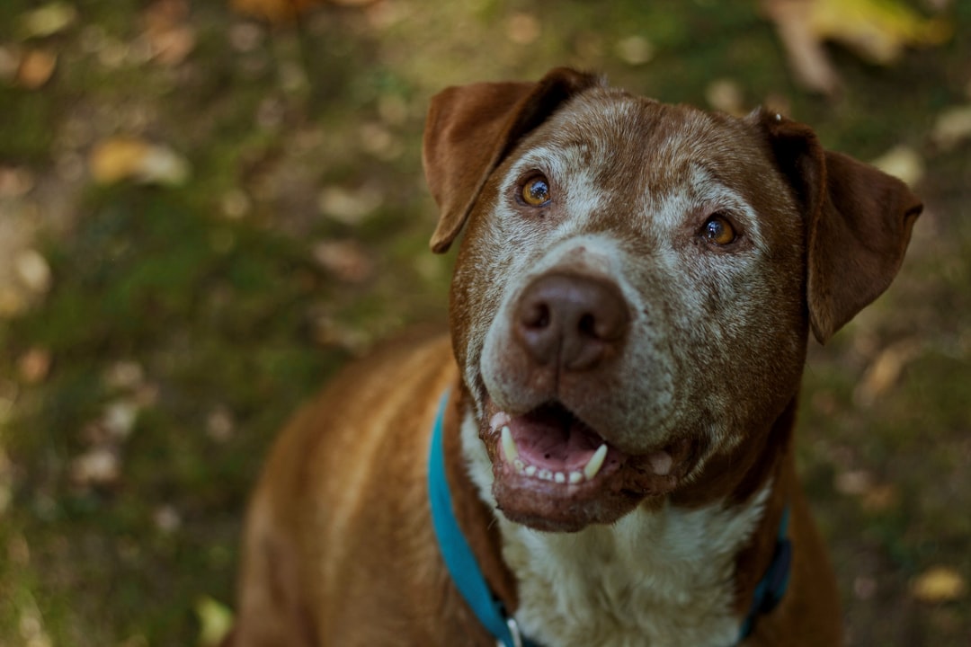 Caring for Your White Dog: Tips for Grooming and Health Needs