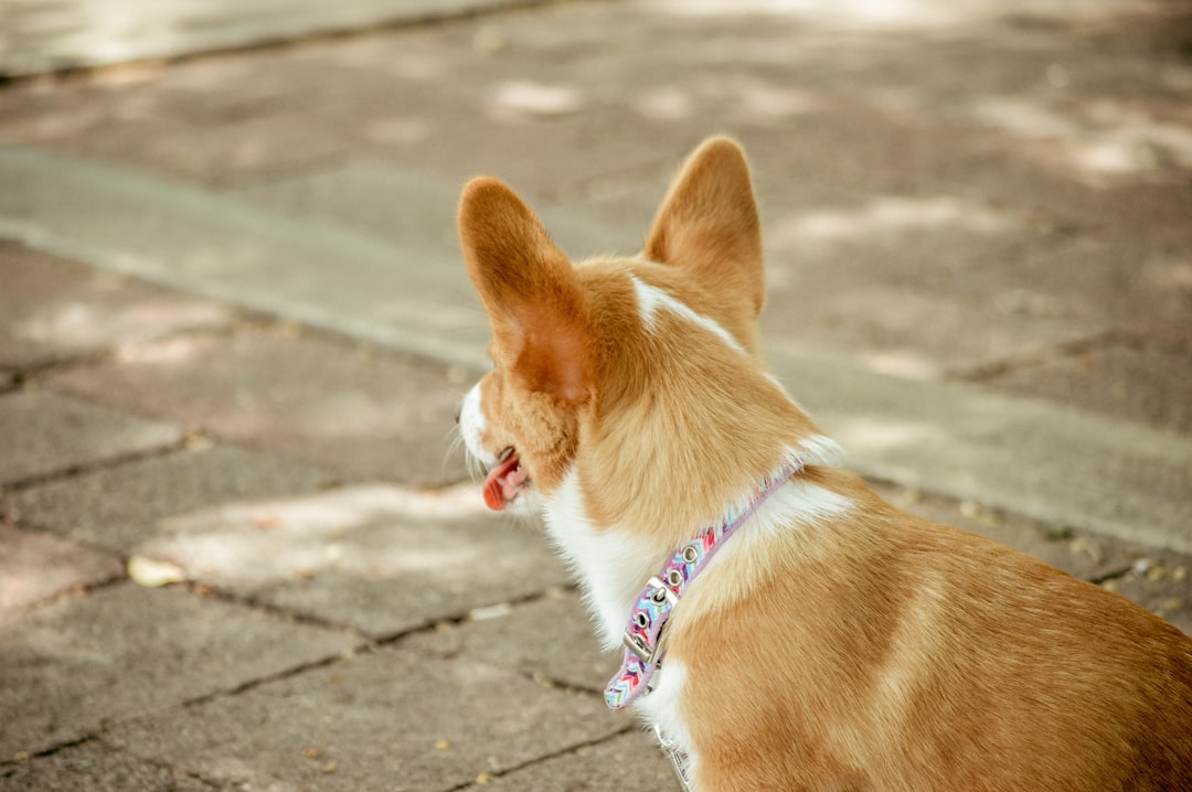 dog nail trimming near me