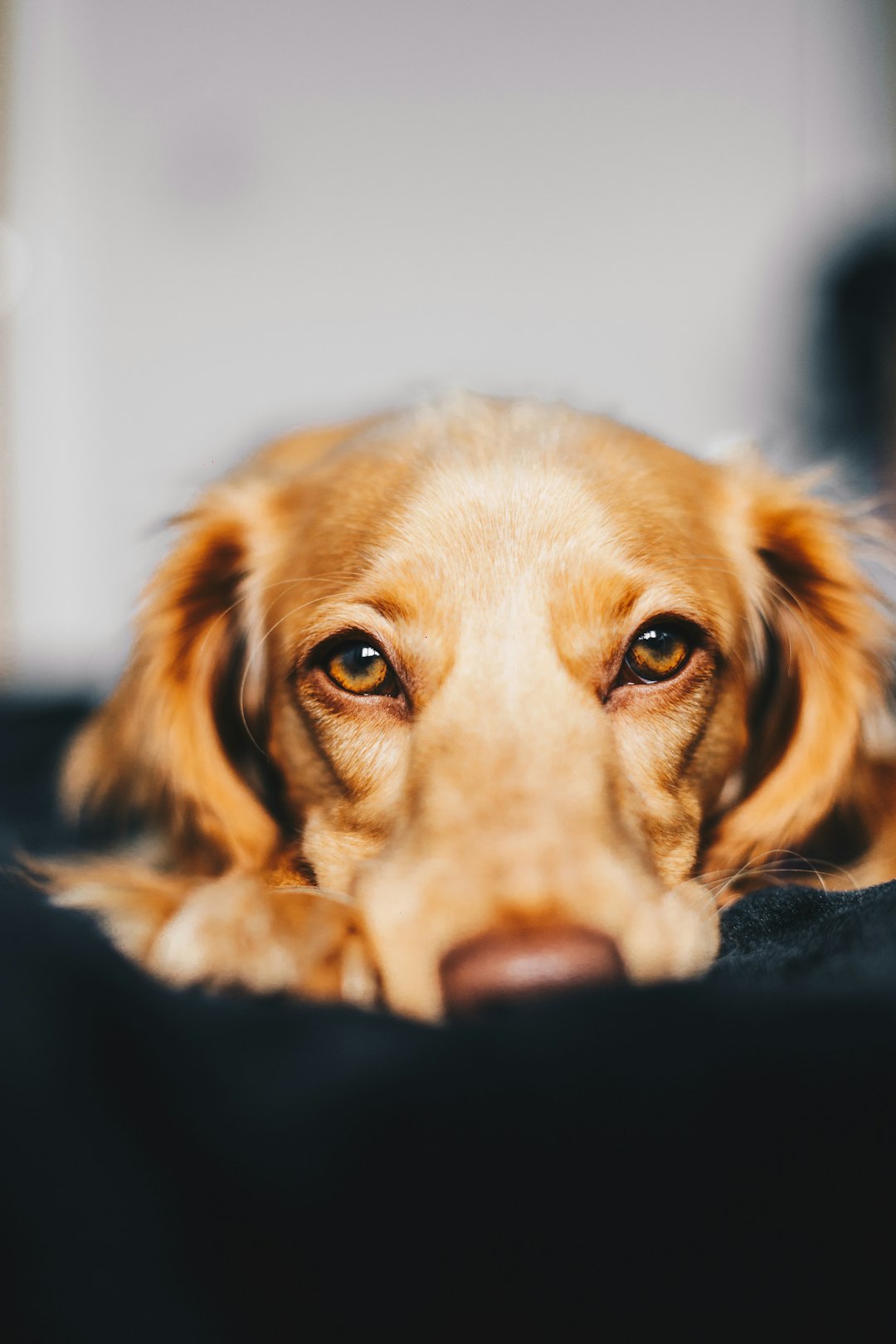 dog calming treats