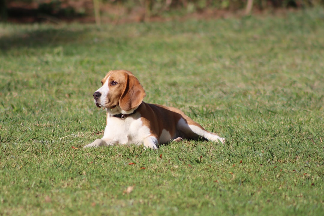 dog coughing