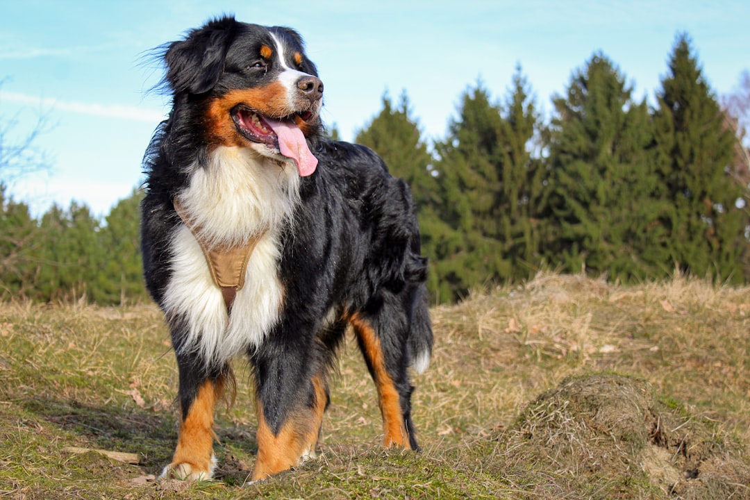 Bernese mountain dog lifespan