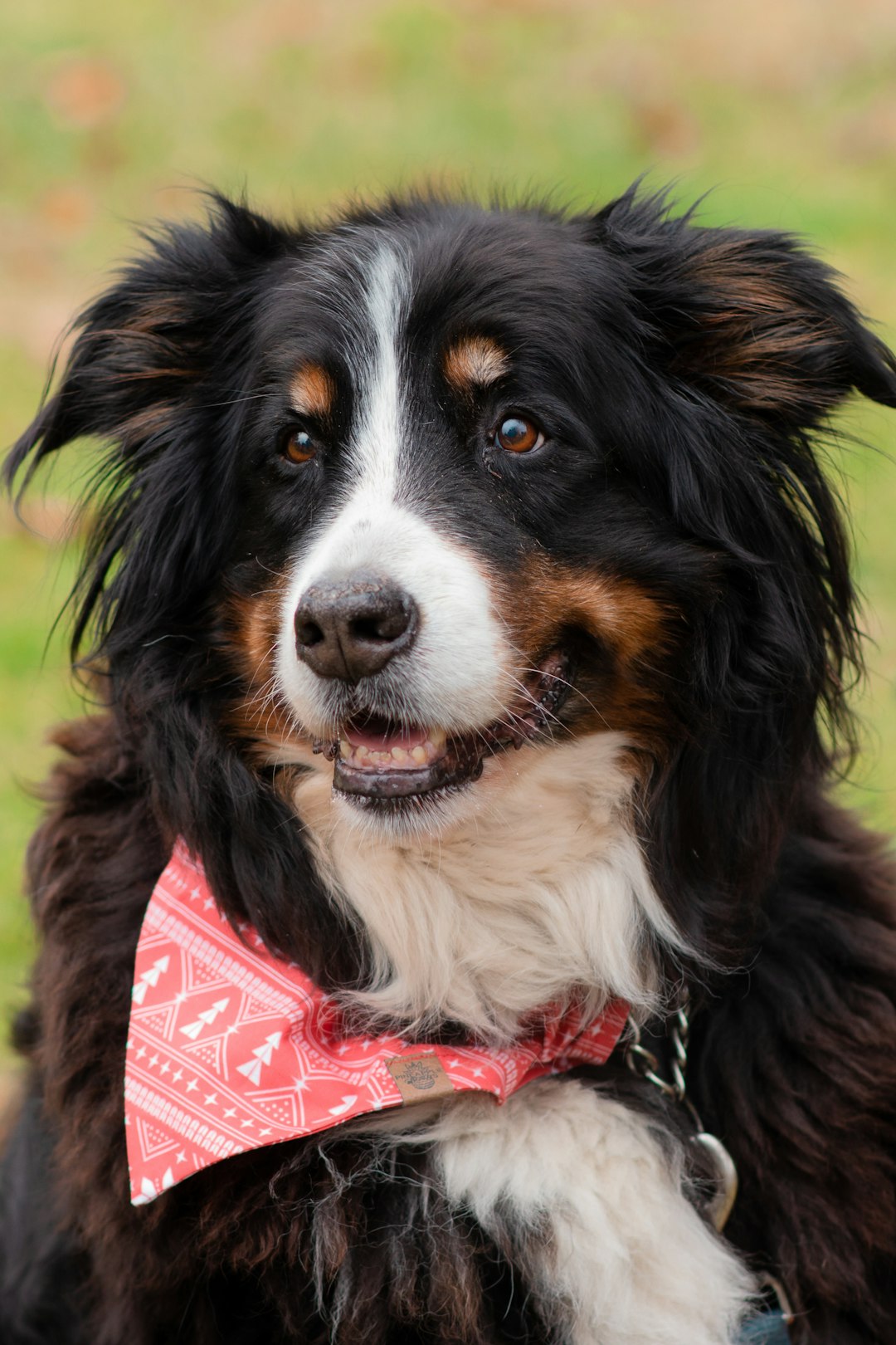 Bernese mountain dog lifespan